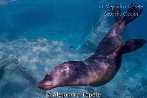 Sea Lion playing with me!!! La Paz Mexico by Alejandro Topete 